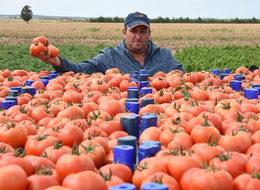 Çanakkale'de domates üreticisinin yüzü güldü