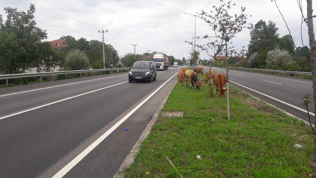 Yol ortasında otlayan büyükbaş hayvanlar, sürücüleri korkuttu