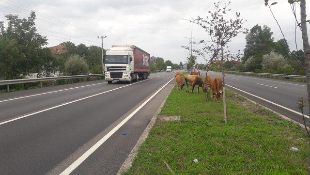 Yol ortasında otlayan büyükbaş hayvanlar, sürücüleri korkuttu