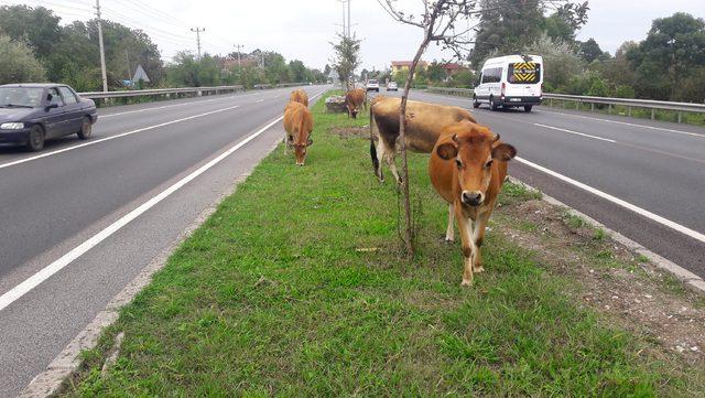 Yol ortasında otlayan büyükbaş hayvanlar, sürücüleri korkuttu