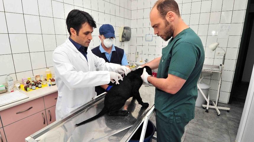 Bağcılar&rsquo;da 4 bin 644 sokak hayvanına kuduz aşısı yapıldı