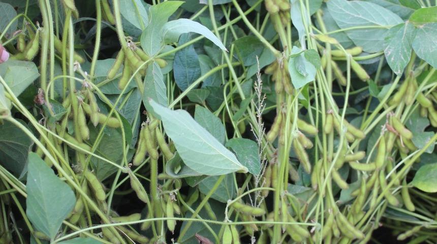 Iğdır&rsquo;da soya toprakla buluştu