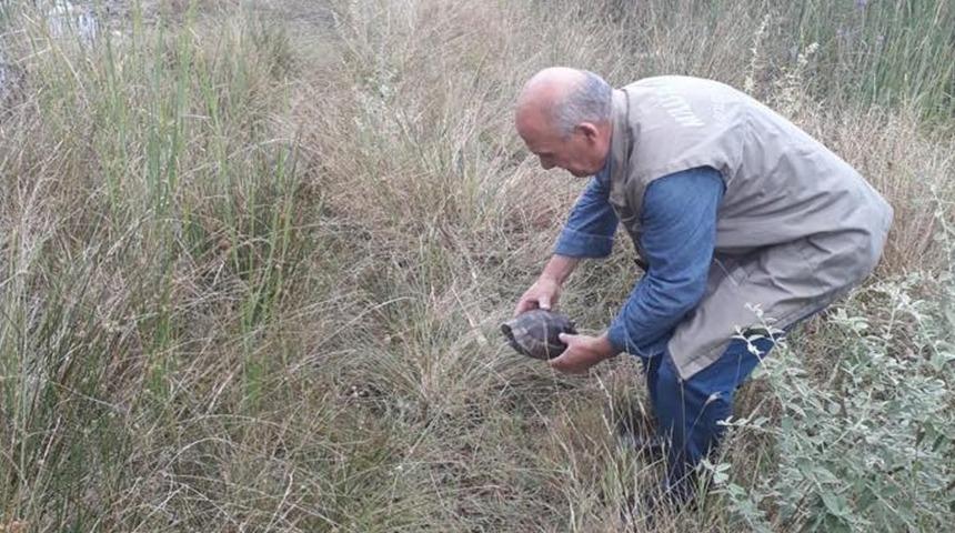 Zifte bulanmış kaplumbağayı vatandaş kurtardı
