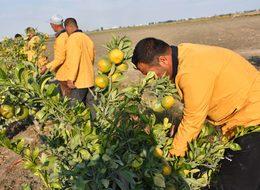 Çiftçi hükümlülerden yerli üretime destek