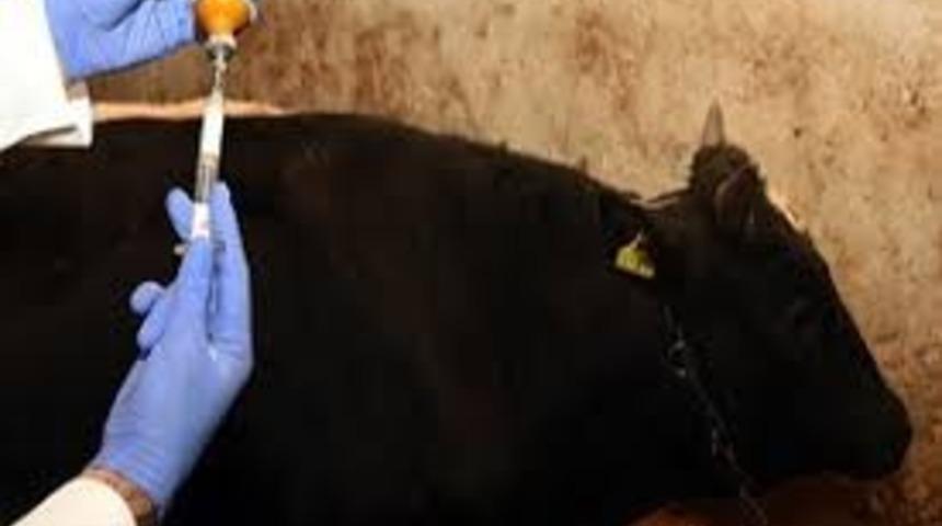 Erzincan genelinde Şap aşılaması başladı