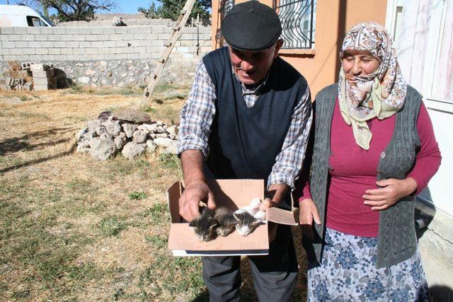 Anneleri ölen kedilere ‘Pamuk’ anne