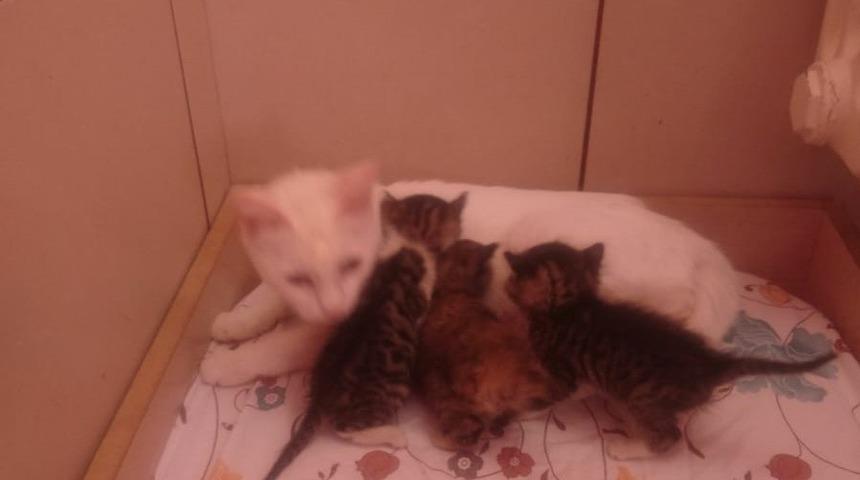 Anneleri &ouml;len kedilere &lsquo;Pamuk&rsquo; anne