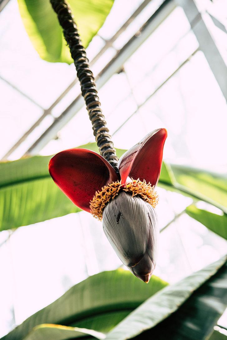 Sebzeleri ve meyveleri doğal ortamlarında tanıyabilir misiniz? G1