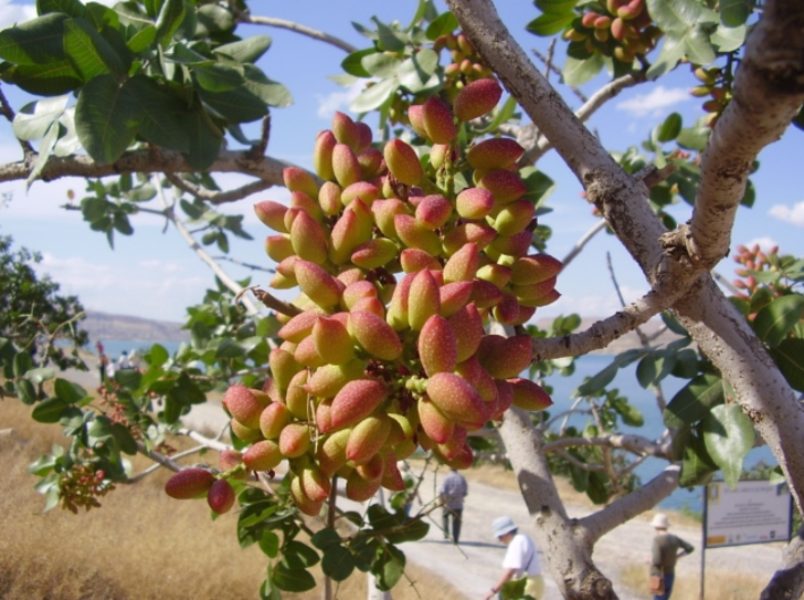 Sebzeleri ve meyveleri doğal ortamlarında tanıyabilir misiniz? G2
