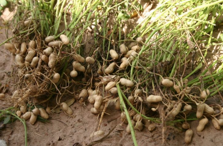 Sebzeleri ve meyveleri doğal ortamlarında tanıyabilir misiniz? G3