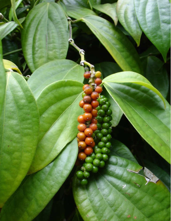 Sebzeleri ve meyveleri doğal ortamlarında tanıyabilir misiniz? G4