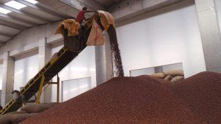   Ordu'da fındık fiyatı 16 liraya yükseldi