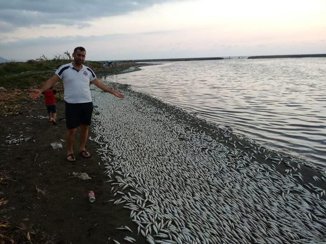 Asi Nehri'nde balıklar oksijen yetersizliğinden telef olmuş