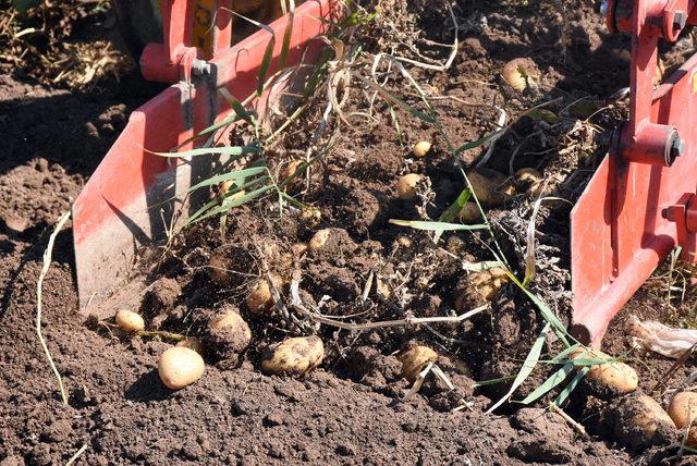 Sivas'ta patates hasadı başladı