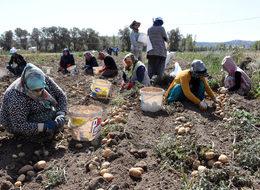 Sivas'ta patates hasadı başladı
