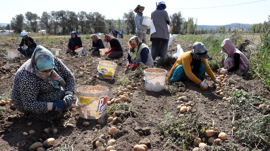 Sivas'ta patates hasadı başladı