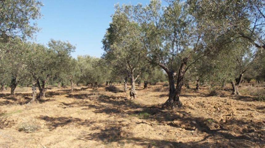 Zeytin &uuml;reticilerinde dev rekolte bildirimi