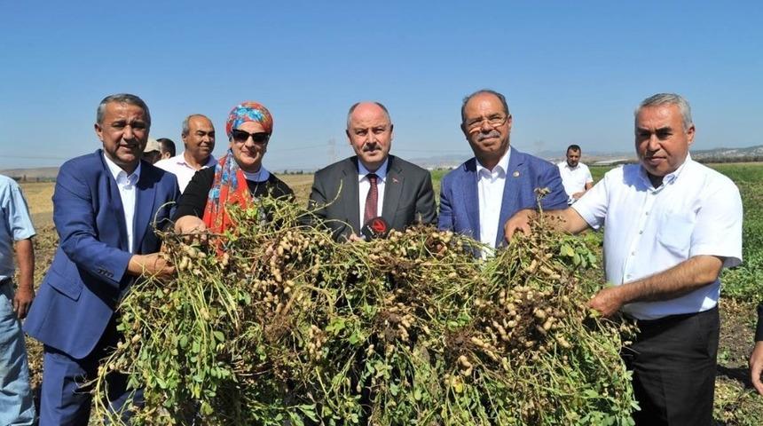 Osmaniye&rsquo;de 51 bin ton yer fıstığı rekoltesi bekleniyor