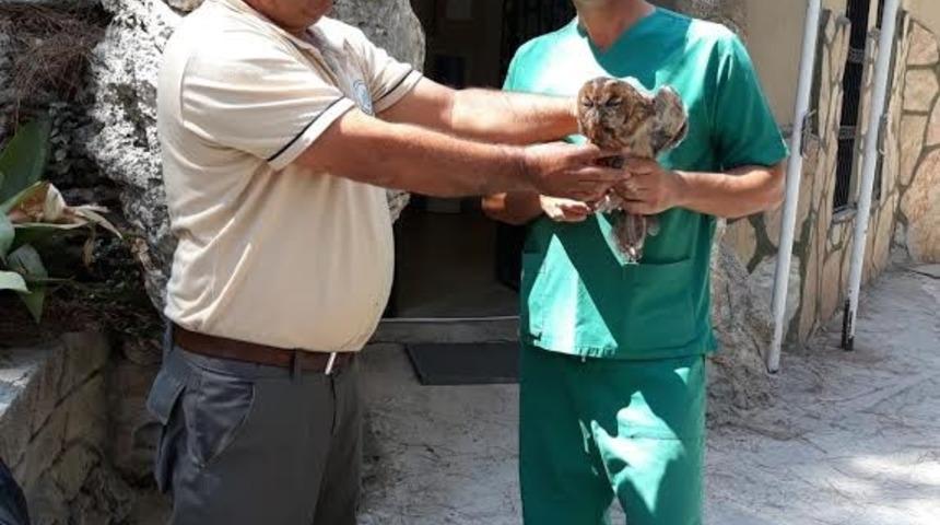 Yaralı olarak bulunan Alaca Baykuş tedavi altına alındı.