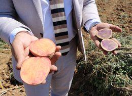 İlk yerli, milli ve renkli patates hasat edildi