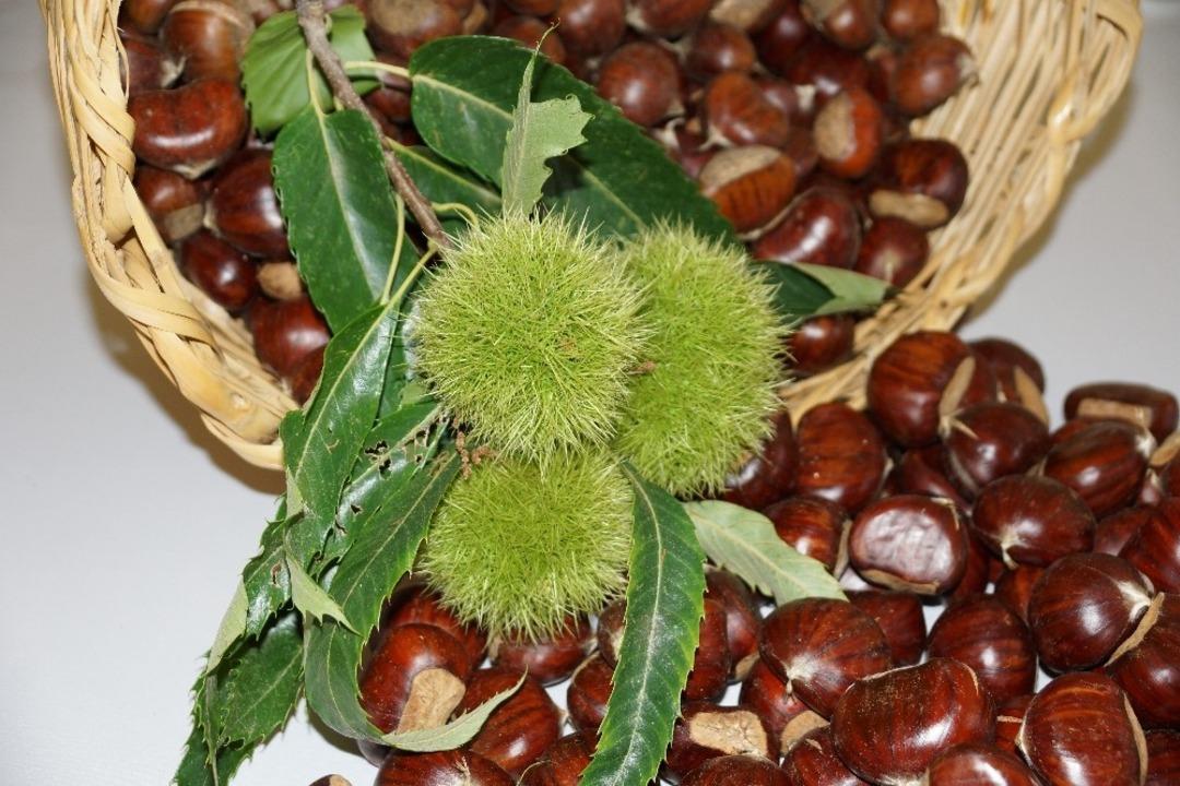 Aydın&rsquo;da sezonun ilk kestanesi borsaya teslim edildi