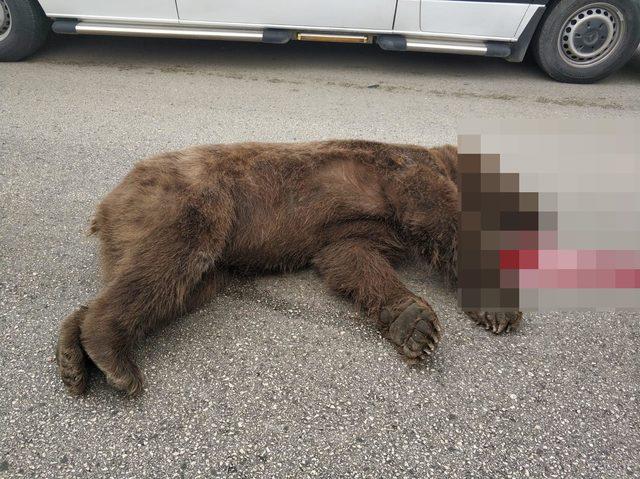 Kazada ölen ayıya Allah kahretsin seni; arabam mahvoldu diye beddua etti (2)- (Yeniden) 3