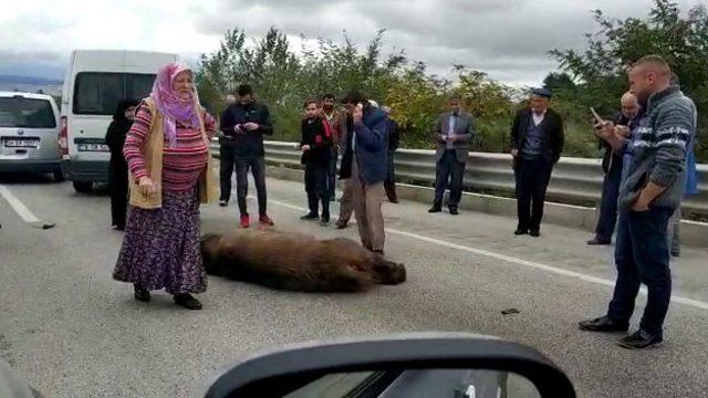 Kazada ölen ayıya 'Allah kahretsin seni; arabam mahvoldu' diye beddua etti (2)- (Yeniden)