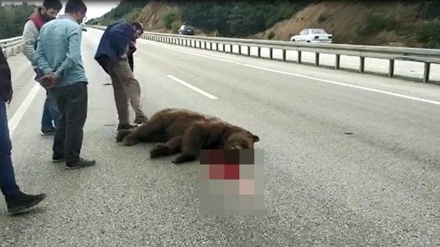 Kastamonu'da arabayla çarpıp öldürdükleri ayıya beddua edip, tekme attılar!