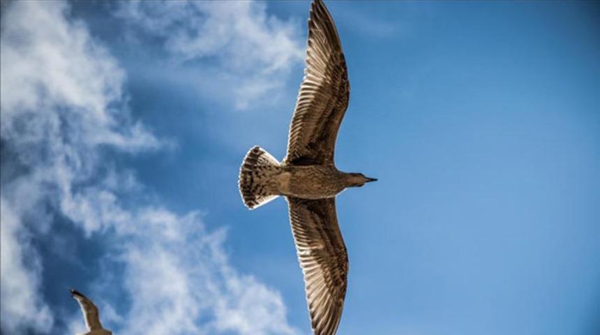 Dünyanın en büyük kuşu: Vorombe titan