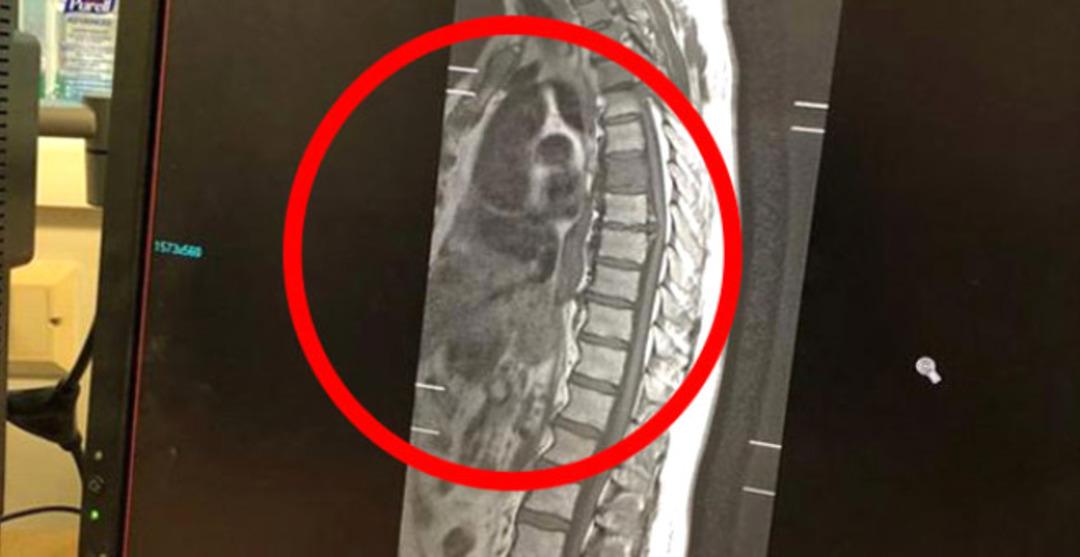 70 yaşındaki adamın i&ccedil;inden k&ouml;pek &ccedil;ıktı