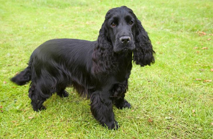 70 yaşındaki adamın içinden köpek çıktı G4