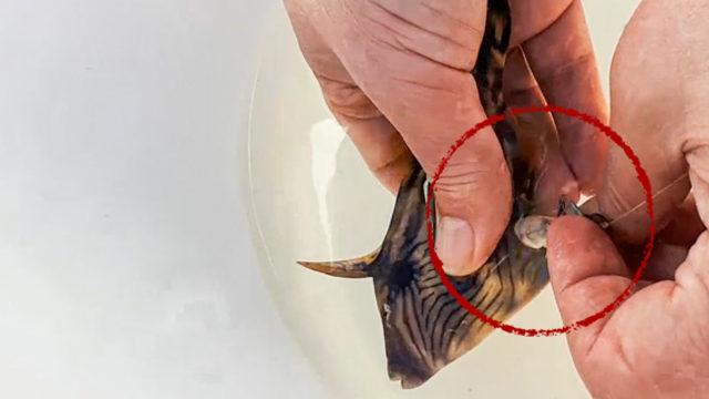 Tuttukları balığın içinden çıkanı görünce şaşkına döndüler