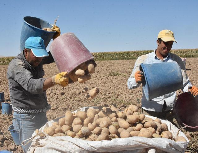 Patateste üretim az olmasına rağmen fiyat artışı beklenmiyor 