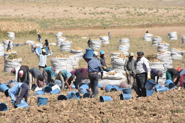 Patateste üretim az olmasına rağmen fiyat artışı beklenmiyor 