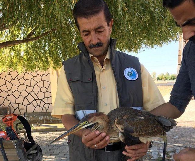 Yaralı Erguvani balıkçıl kuşu tedavi altına alındı