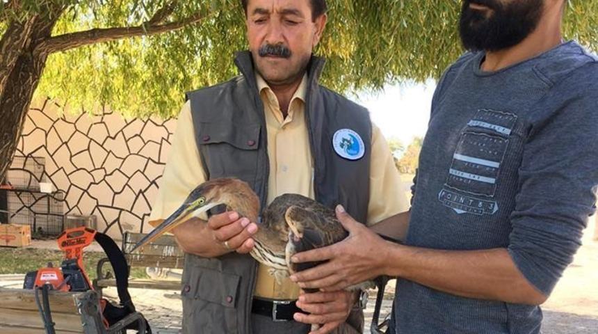 Yaralı Erguvani balık&ccedil;ıl kuşu tedavi altına alındı