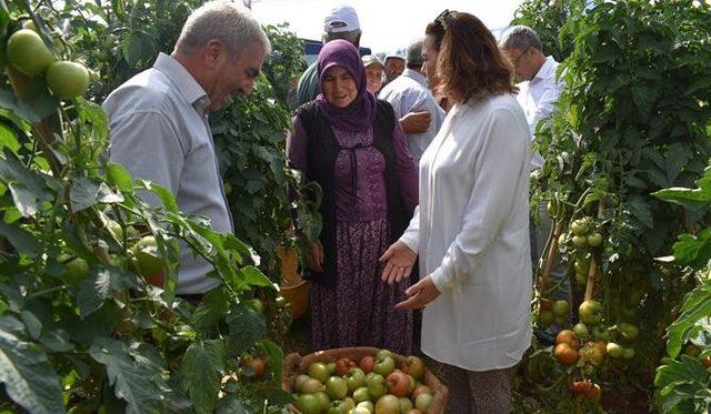 Mersin’de ’Domates Tarla Günü’ etkinliği