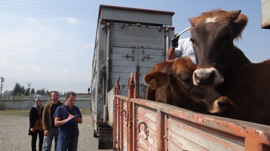 Gen&ccedil; &ccedil;ift&ccedil;iler hayvanlarına kavuştu