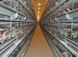 TKDK desteğiyle modernize ettiği çiftlikte ihracata başladı 