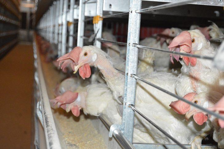 TKDK desteğiyle modernize ettiği çiftlikte ihracata başladı  G3