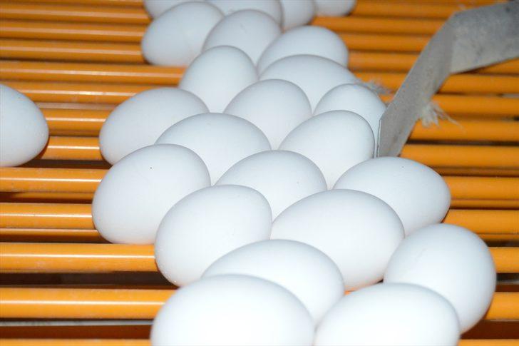 TKDK desteğiyle modernize ettiği çiftlikte ihracata başladı  G4