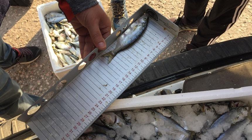 Kısa boy balıklara sıkı denetim