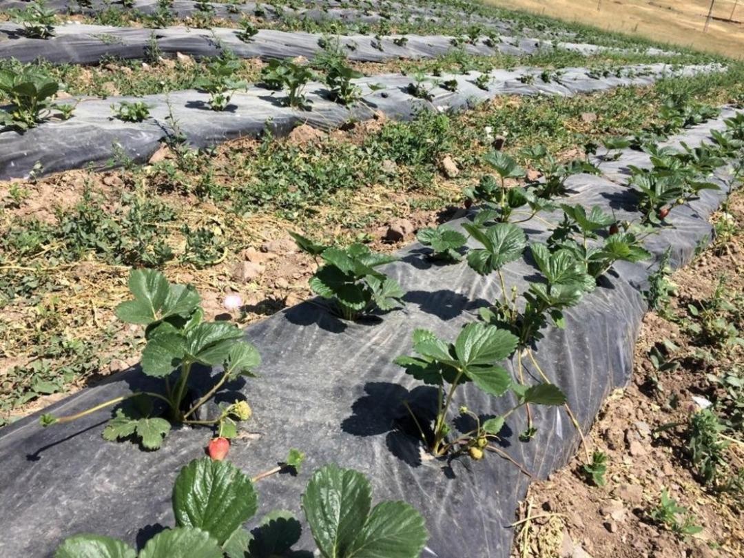 T&uuml;rkiye&rsquo;nin en soğuk il&ccedil;esinde &ccedil;ilek bereketi