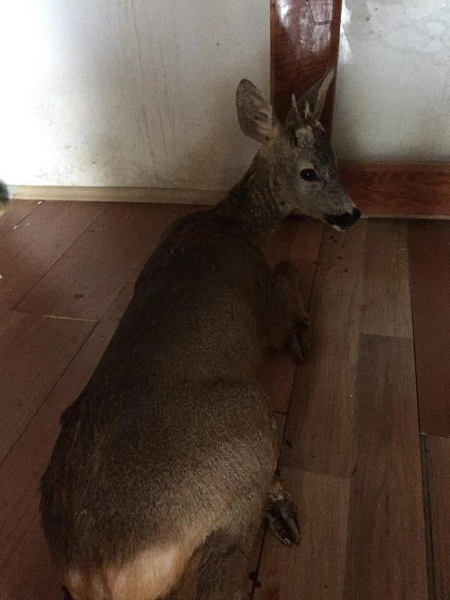 Yaralı karacayı köpeklerden kurtardılar