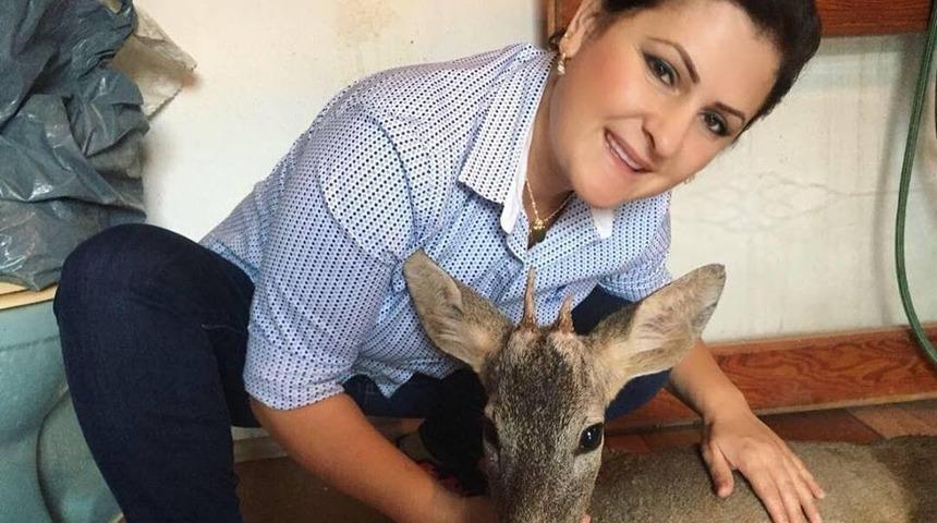 Yaralı karacayı köpeklerden kurtardılar