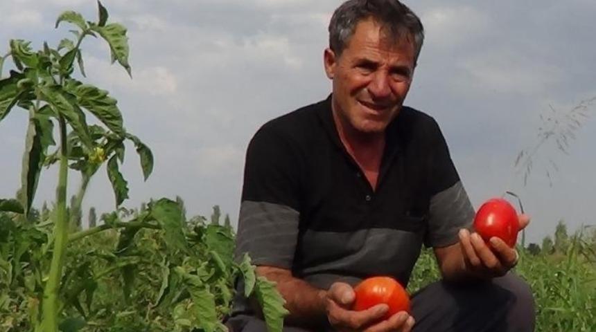 S&uuml;per domates hasadı devam ediyor