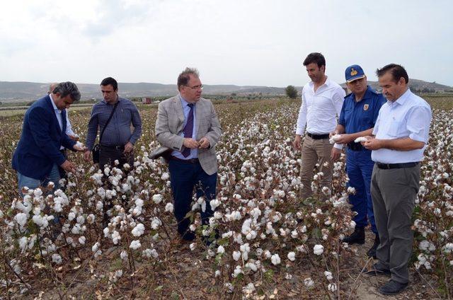 Didim’de pamuk hasadı başladı