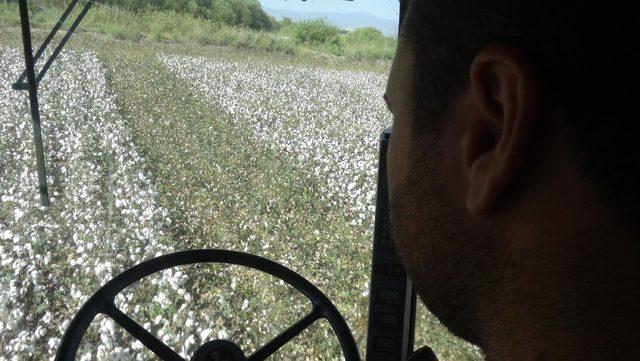 Pamuktaki düşük verim ve fiyat üreticiyi tedirgin etti