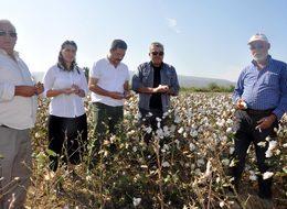 Pamuktaki düşük verim ve fiyat üreticiyi tedirgin etti