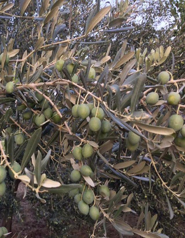 Zeytin hasadı buruk başladı